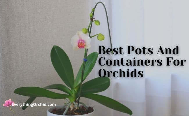 Best pots and containers for orchids 