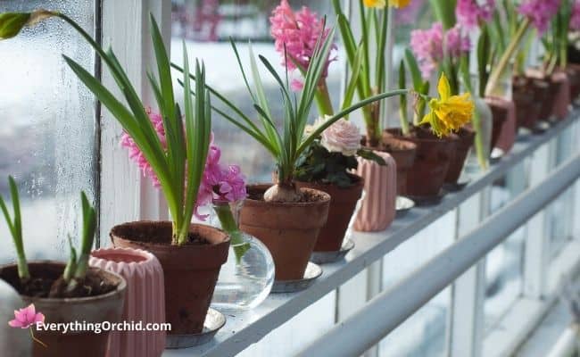 Best pots and containers to plant your orchid in. 