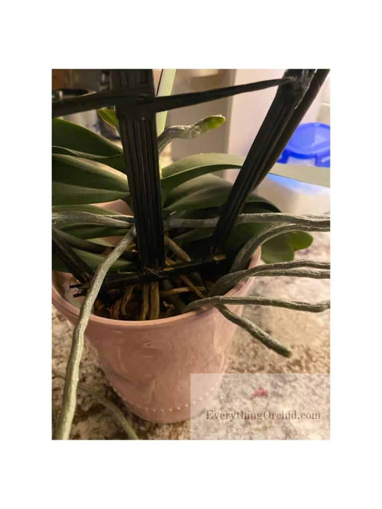 Orchid plant that needs to be repotted. Roots are growing out of the pot indicating the pot is too small. 