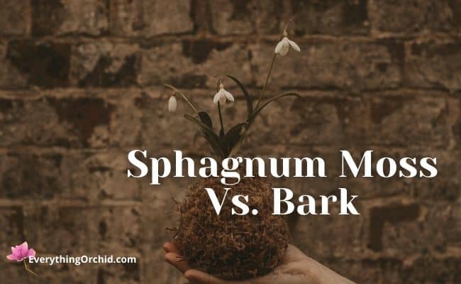 Sphagnum moss vs. bark