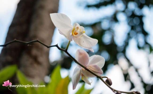 Where orchids are naturally found. 