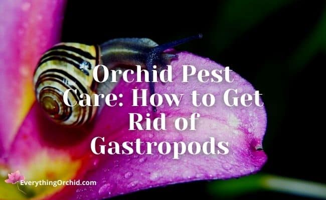 Orchid pest care: How to get rid of gastropods 