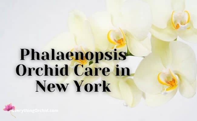 Phalaenopsis orchid care in New York 