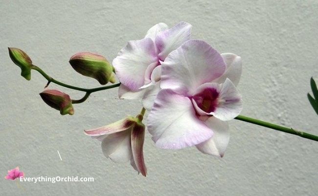 Dendrobium Kingainum orchid 