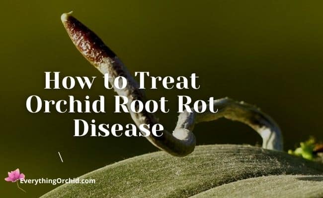 How to treat orchid root rot disease 