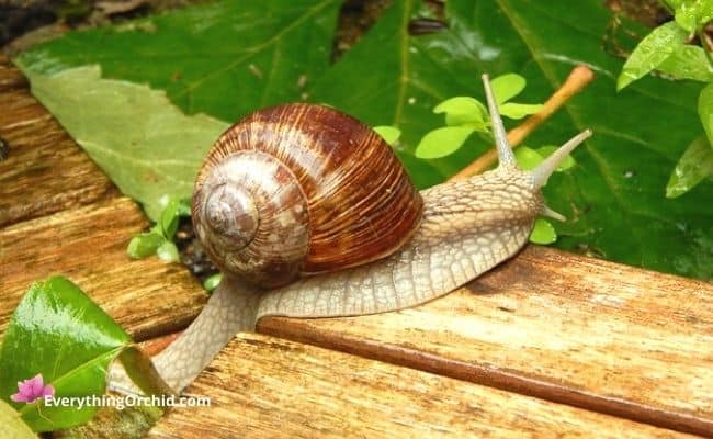 How to get rid of gastropods: brown garden snail