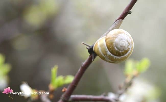 how to get rid of gastropods: bush snails 