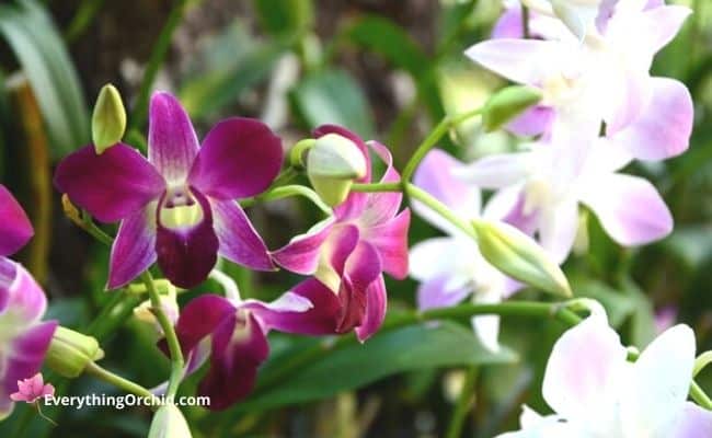 Dendrobium orchids are an edible orchid and are popular for edible orchid recipes 
