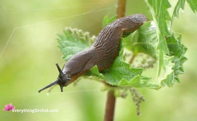 Field slugs 