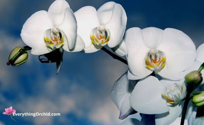 You should take proper measures to prevent mealybugs from invading your healthy orchid. 