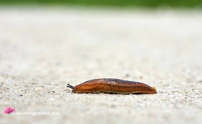  gastropods: Marsh slugs 