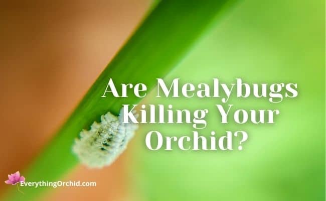 Are mealybugs killing your orchid? 
