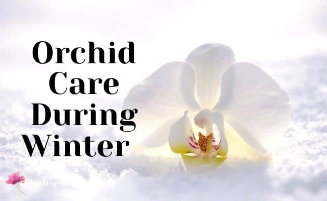 Orchid care during winter