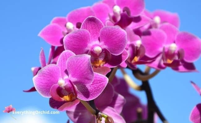 Orchid care during summer in New York can be one of the easiest seasons to care for your phalaenopsis orchid. 