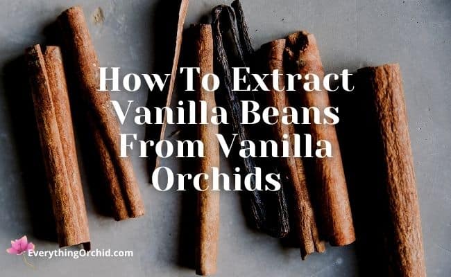 How to extract vanilla beans from vanilla orchids 