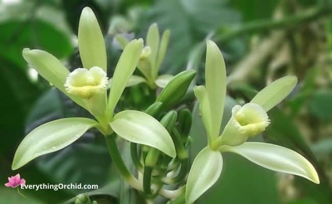 Vanilla bean orchids are one of the most popular orchids used in edible orchid recipes. These orchids will produce edible vanilla beans which can be cured into vanilla extract. 