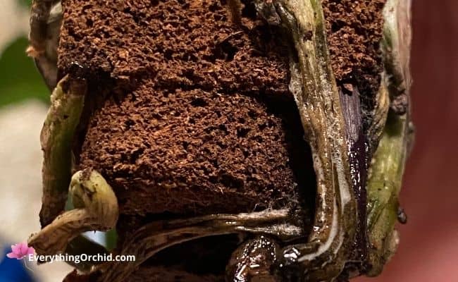 orchid root rot