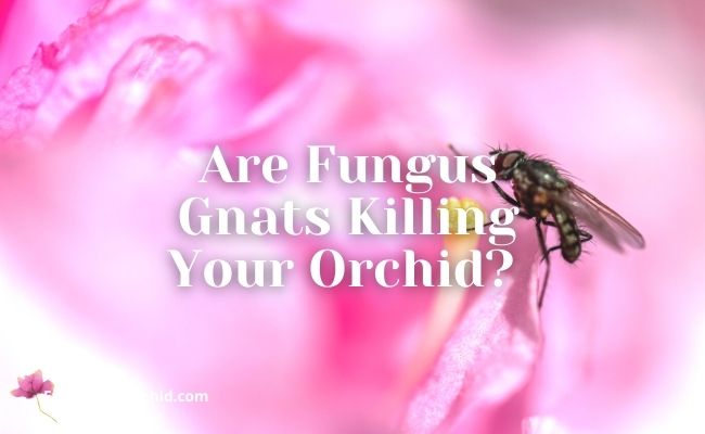 are fungus gnats killing your orchid? 