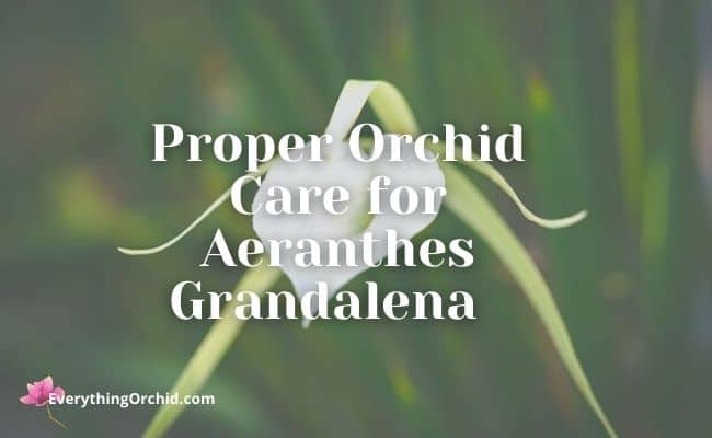 proper orchid care for aeranthes grandalena 