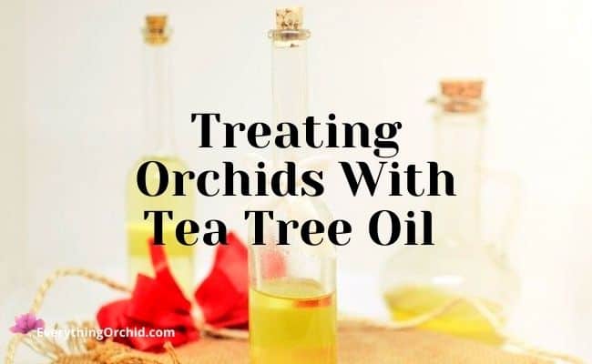 treating orchids with tea tree oil 