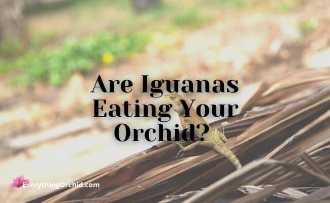 Are iguanas eating your orchid? 