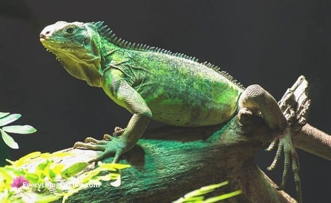 Iguana's life cycle, Mature iguana 
