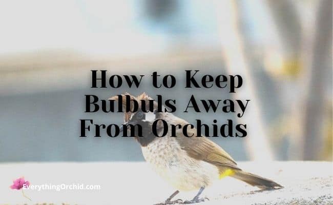 How to Keep Bulbuls Away From Orchids and Gardens 