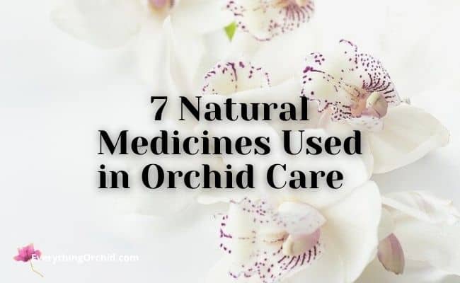 7 Natural medicines used in orchid care everythingorchid.com 