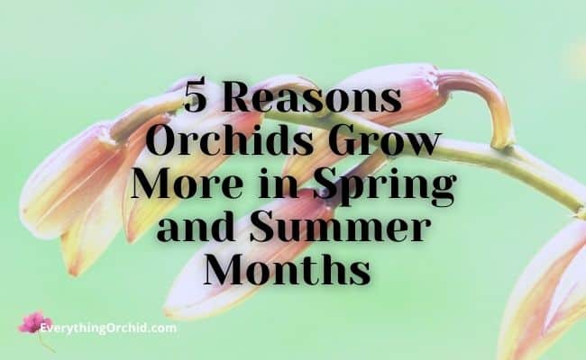 5 reasons orchids grow more in spring and summer months 