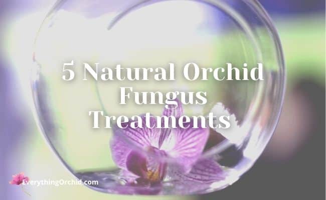5 natural orchid fungus treatments 