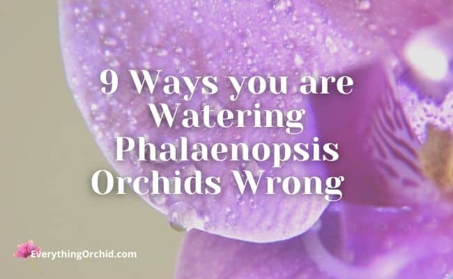 9 ways you are watering phalaenopsis orchids wrong 