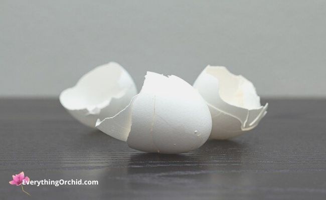 Natural orchid medicines: Eggshells 