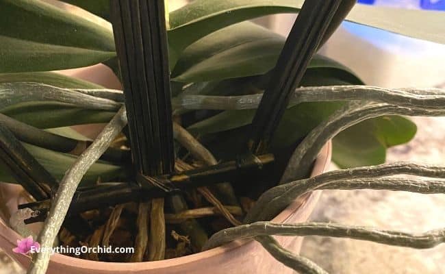 Orchid roots as a result of using Miracle-Gro Ready-to-use Plant Food Mist 