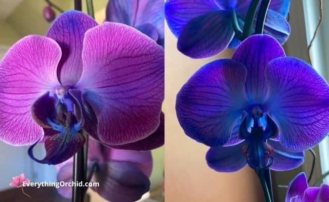 Dyna-Gro Bloom 3-12-6 will leave your orchid blooms looking more vibrant and healthier for weeks to come. 