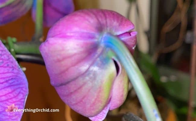 how to use Espoma orchid plant food in your orchid care routine 
