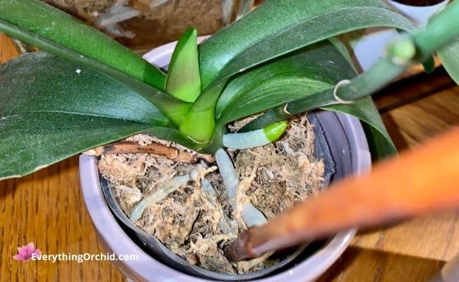 How to plant orchids using supermoss orchid sphagnum moss 
