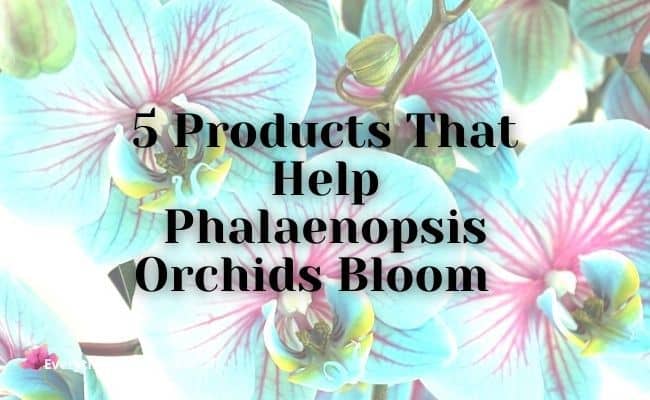 5 products that help phalaenopsis orchids bloom 