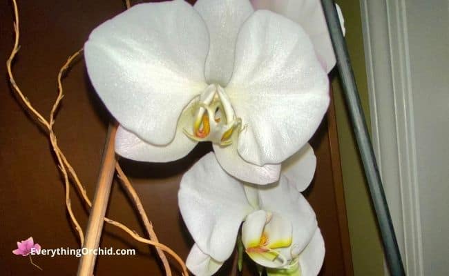 when you should use orchid love fertilizer in your orchid care routine