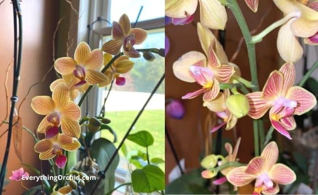 why i love orchid love fertilizer