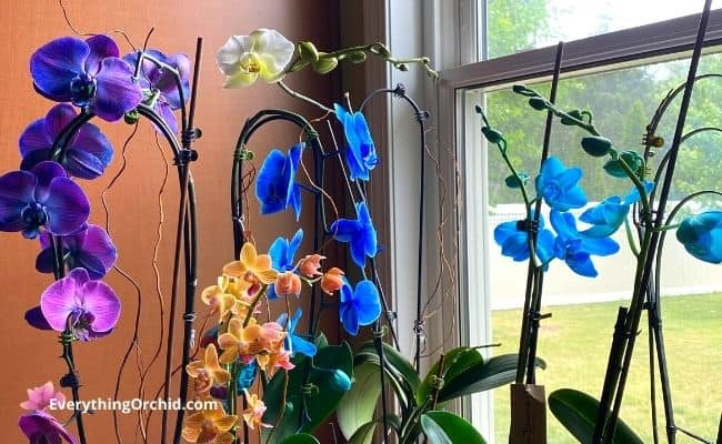 5 products that help phalaenopsis orchids bloom 