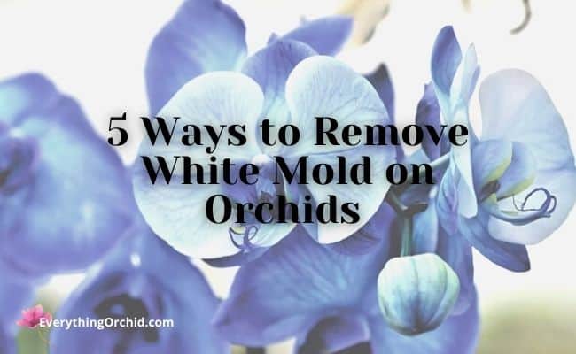 5 ways to remove white mold on orchids 